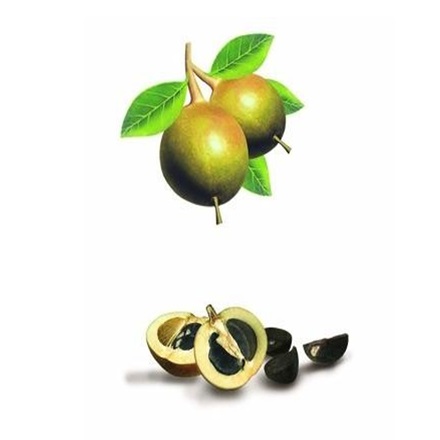 CAMELLIA OLEIFERA SEED EXTRACT